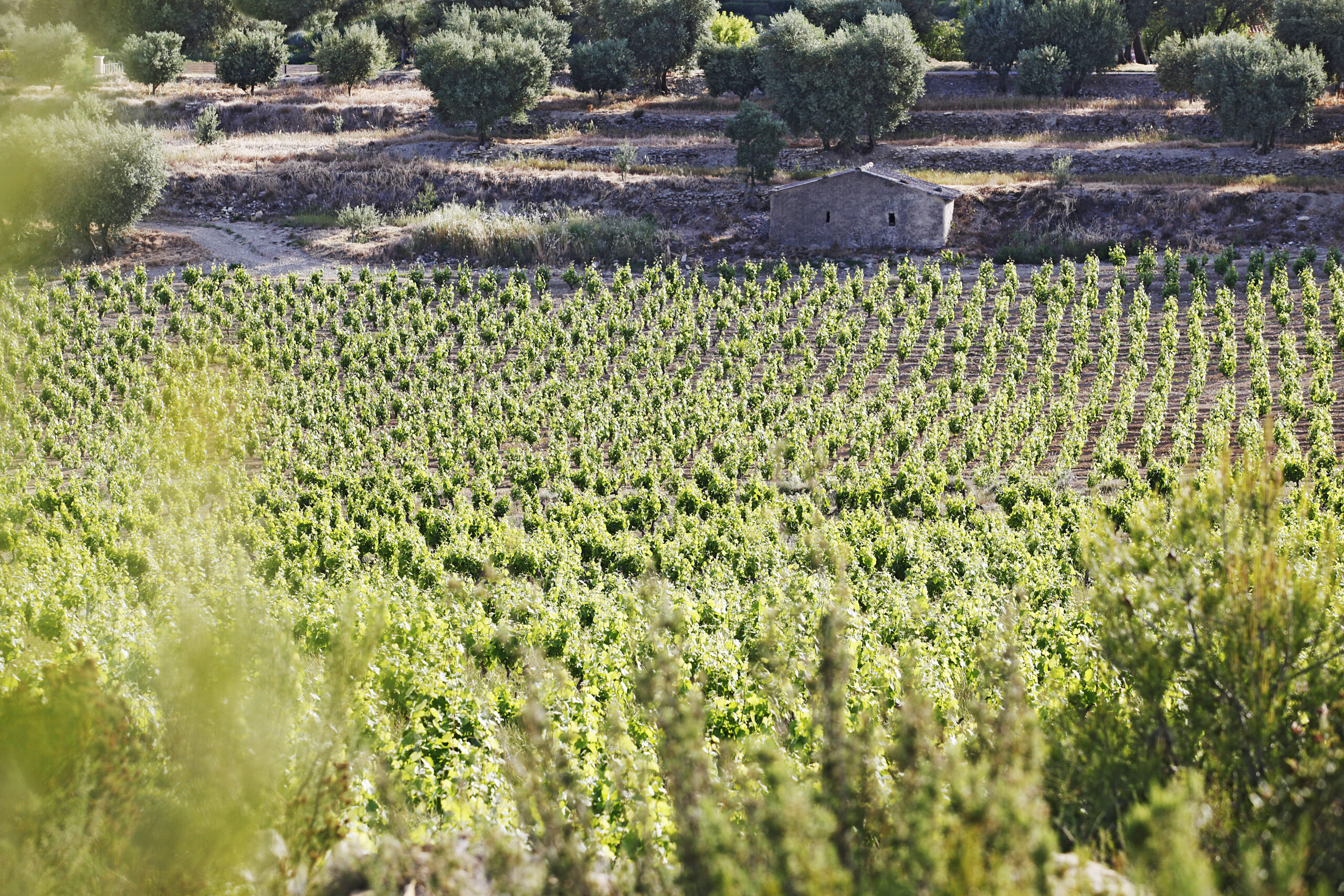 Bastide de la Ciselette photo 3