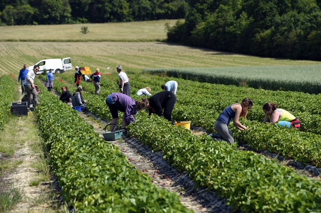 AGRICULTURE - FRUITS - FRAISES DIVERS - SAISON - RECOLTE - VENTE - CELLIER DE REVIGNY - MEUSE. Revigny-sur-Ornain 9 juin 2015.
PHOTO Alexandre MARCHI.